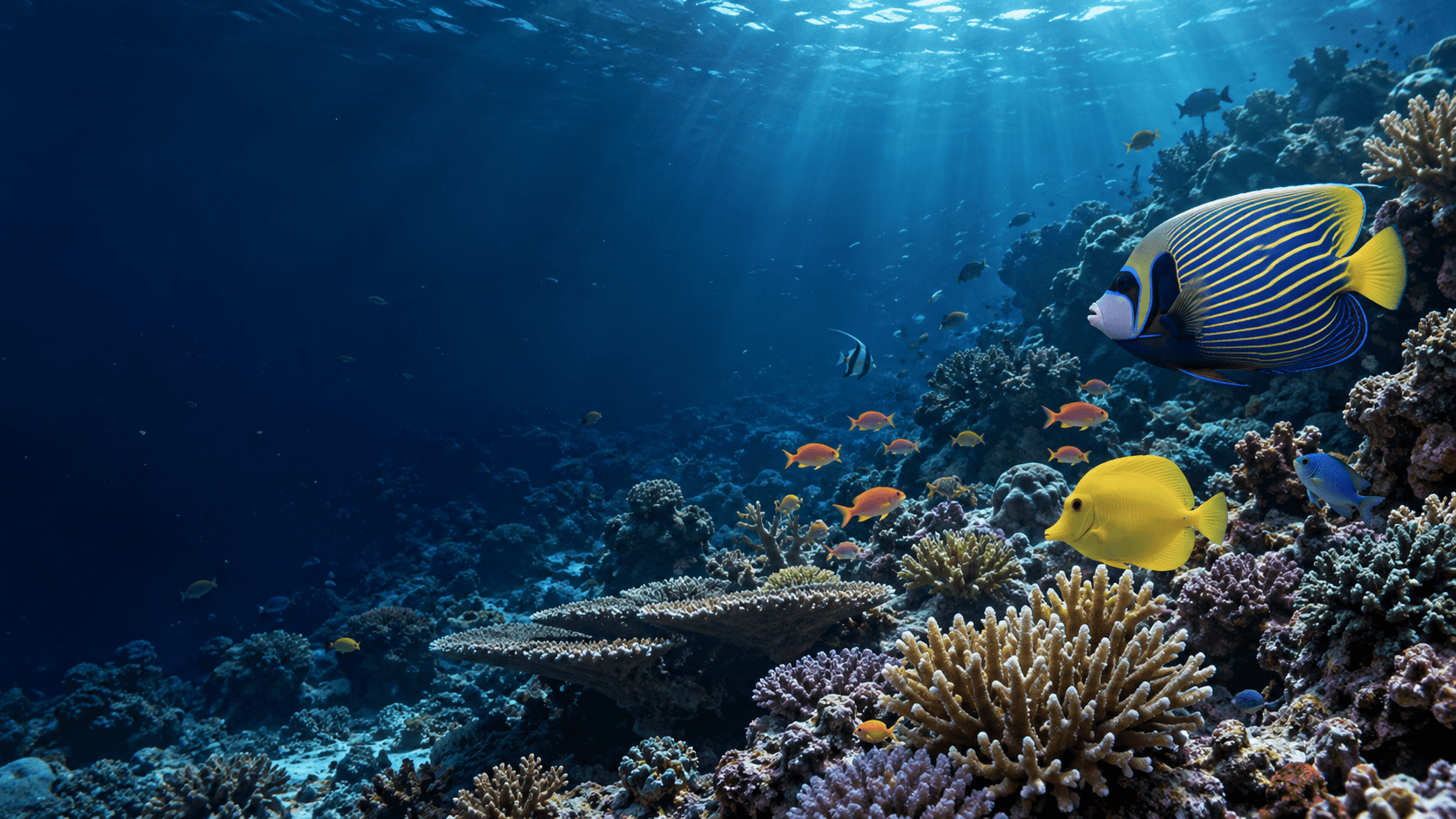 Aqua Paradise marine fish and coral reef